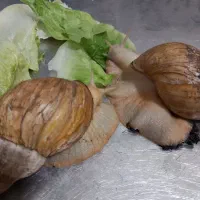 حلزونه|خزنده|تهران, مشیریه|دیوار