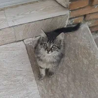 گمشده