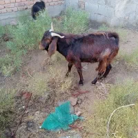 بزغاله نر گوشتی و نگهداری|حیوانات مزرعه|میاندوآب, |دیوار