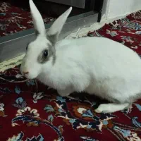 خرگوش زیبا وبازیگوش