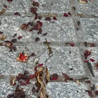 قوطی خالی