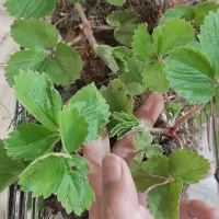 نهال توت فرنگی از قزاقی