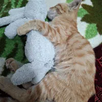 گربه نارنجی ماده سه ماهه|گربه|فردیس, شهرک ناز|دیوار