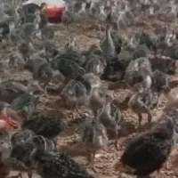 بوقلمون|حیوانات مزرعه|مهربان, |دیوار