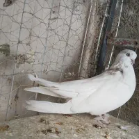 کبوتر کله ای نوک ریز