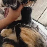 پیشی های ۵ ماهه زرد نر توسی و مشکی  ماده|گربه|کرمانشاه, |دیوار