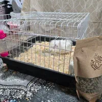 خوکچه هندی مو بلند|موش و خرگوش|اهواز, گلستان|دیوار