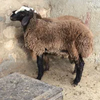 قوچ،گوسفند،میش،بره