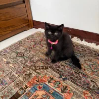 گربه اسکاتیش بریتیش