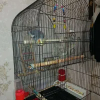 عروس هلندی سخنگو مولد به همراه یه جوجه|پرنده|اسلام‌شهر, شهرک مفیدی|دیوار