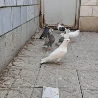 کفتر پرشی