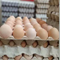تخم مرغ محلی عمده|خوردنی و آشامیدنی|خوی, |دیوار