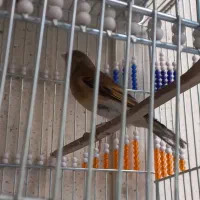 سهره قناری شلاقی بخون