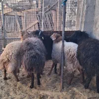 فروش گاو و گوسفند|حیوانات مزرعه|مهدی شهر, |دیوار