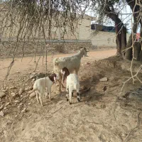 بز لری|حیوانات مزرعه|گتوند, |دیوار