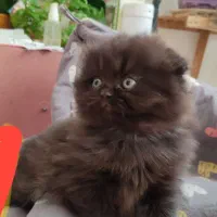 اسکاتیش هیمالین