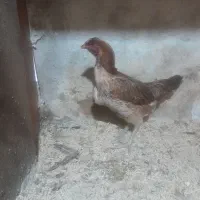 مرغ وخورس