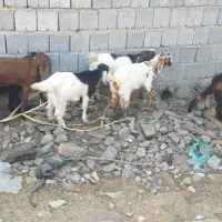 ۷ تا کهره مناسب|حیوانات مزرعه|اسماعیلی, |دیوار