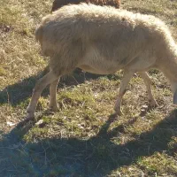 ۴ راس گوسفند مغانی دامازدق|حیوانات مزرعه|کوراییم, |دیوار
