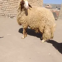 قوچ.کاور ورن|حیوانات مزرعه|کوزران, |دیوار