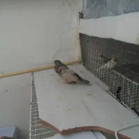 یک جفت شارکل