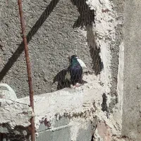 کبوتر