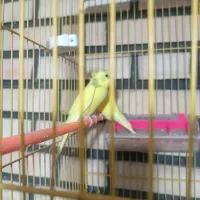 مرغ عشق|پرنده|نیشابور, بلوار گلها|دیوار