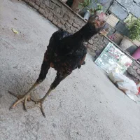 خروس  لاری اصل|حیوانات مزرعه|بناب, |دیوار