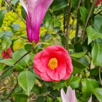 فروش عمده کاملیا و مگنولیا قیمت مناسب