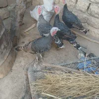 فقط تماس پاسخ گو هستم|حیوانات مزرعه|چگنی, |دیوار