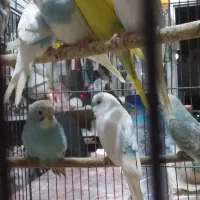 فنج سفید. زبرا. بنگال .مرغ عشق