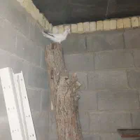 کفتر  تهرونی نر