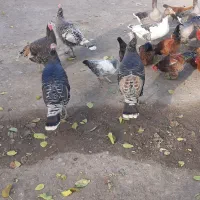 بوقلمون|حیوانات مزرعه|بیلوار, |دیوار