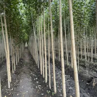 نهال صنوبر با شرایط استثنایی|خدمات باغبانی و درختکاری|سنندج, |دیوار