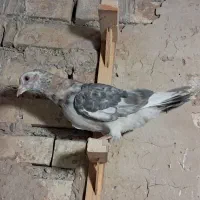 کفتر جوجه سار سرور طوق زرد پرشی زاغ کرباتی صید|پرنده|مشهد, شفا|دیوار