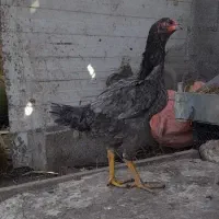 تخم مرغ لاری