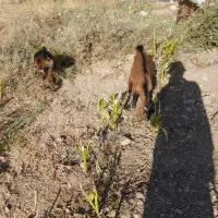 بز کهره دار وابستن|حیوانات مزرعه|جره و بالاده, |دیوار