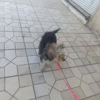سگ خانگی دختر و پسر موجود هست