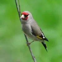 سهره سقا کرمونی