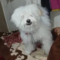 کوتون ۷ ماه