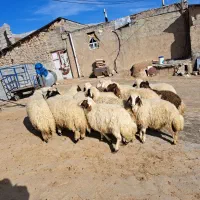 بره لری|حیوانات مزرعه|بیرانوند, |دیوار