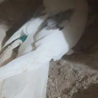 کبوتر|پرنده|سلطانیه, |دیوار