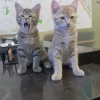 واگذاری گربه دوتا باهم