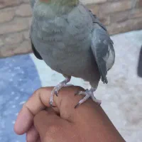 عروس هلندی|پرنده|بافق, |دیوار