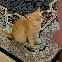 واگذاری گربه dsh