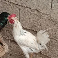 خروس