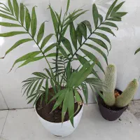 کاکتوس مانسترا