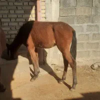 فروش نریان نژاد دار