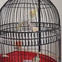 عروس هلندی جفت