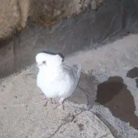 تهرانی قنار درجه یک